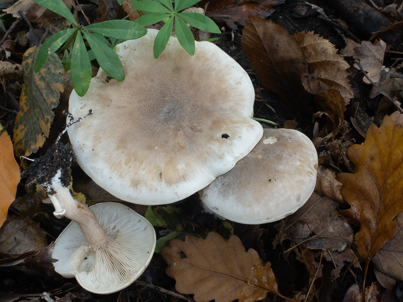 Lepista luscina Lepista luscina